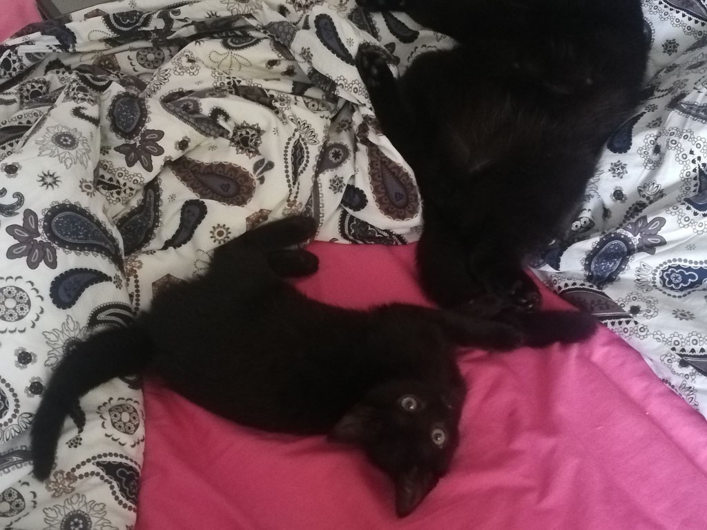 Selena i Bruce – kociaki z Żeromskiego