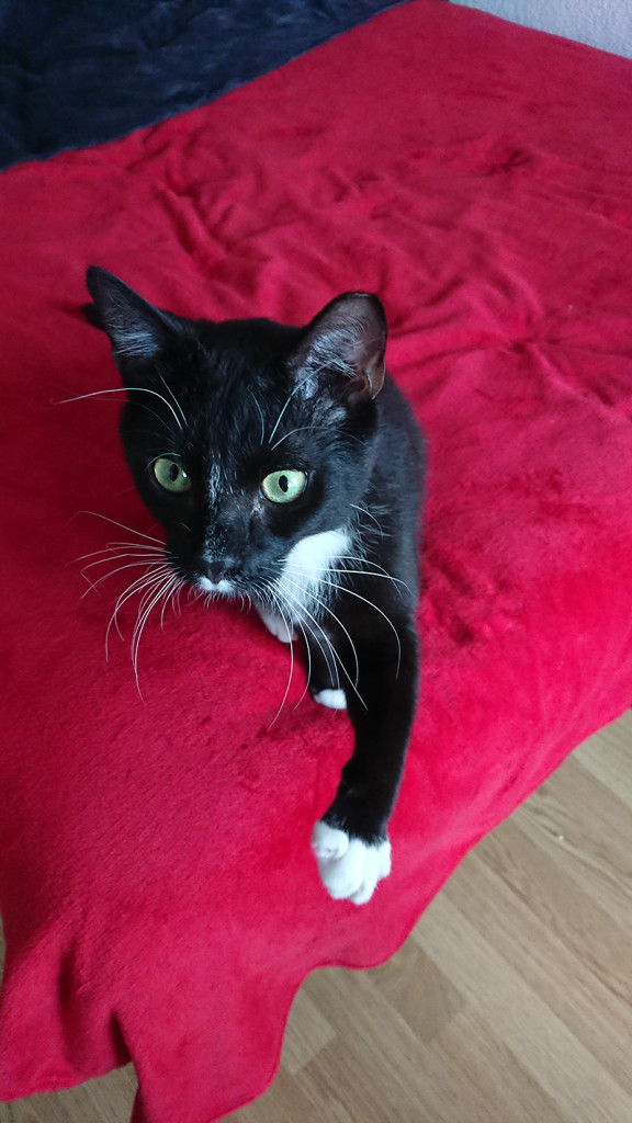 Adoptusie. Wąsik. W domu :)