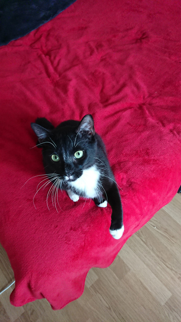 Adoptusie. Wąsik. W domu :)