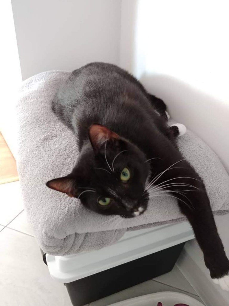 Adoptusie. Wąsik. W domu :)
