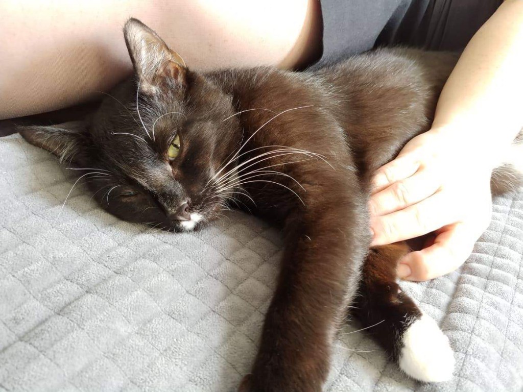 Adoptusie. Wąsik. W domu :)