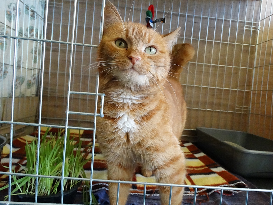 Adoptusie. Ruda piękność. W domu :)