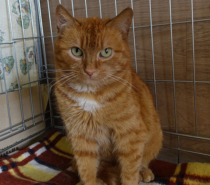 Adoptusie. Ruda piękność. W domu :)