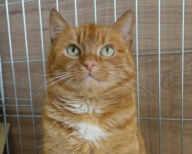 Adoptusie. Ruda piękność. W domu :)
