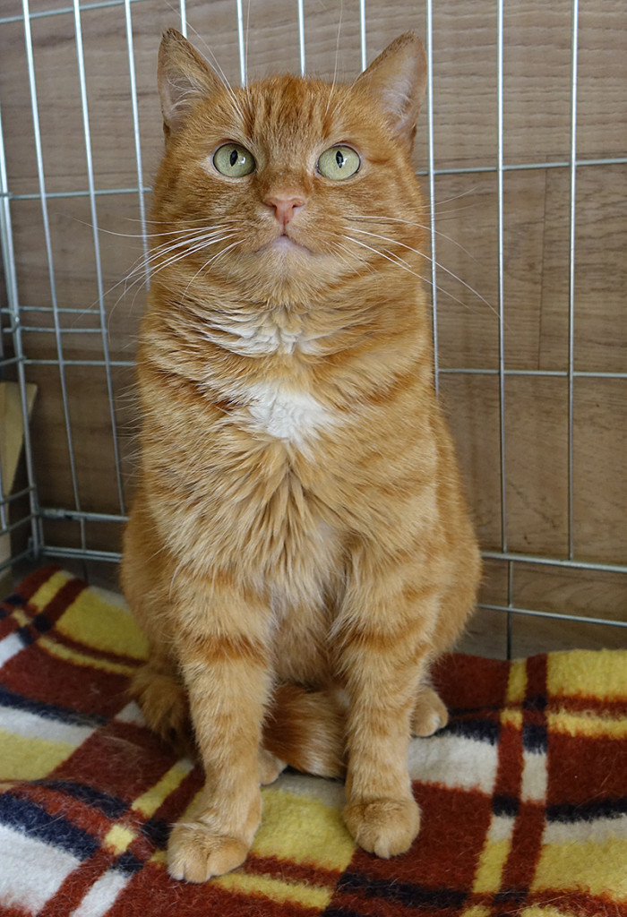 Adoptusie. Ruda piękność. W domu :)