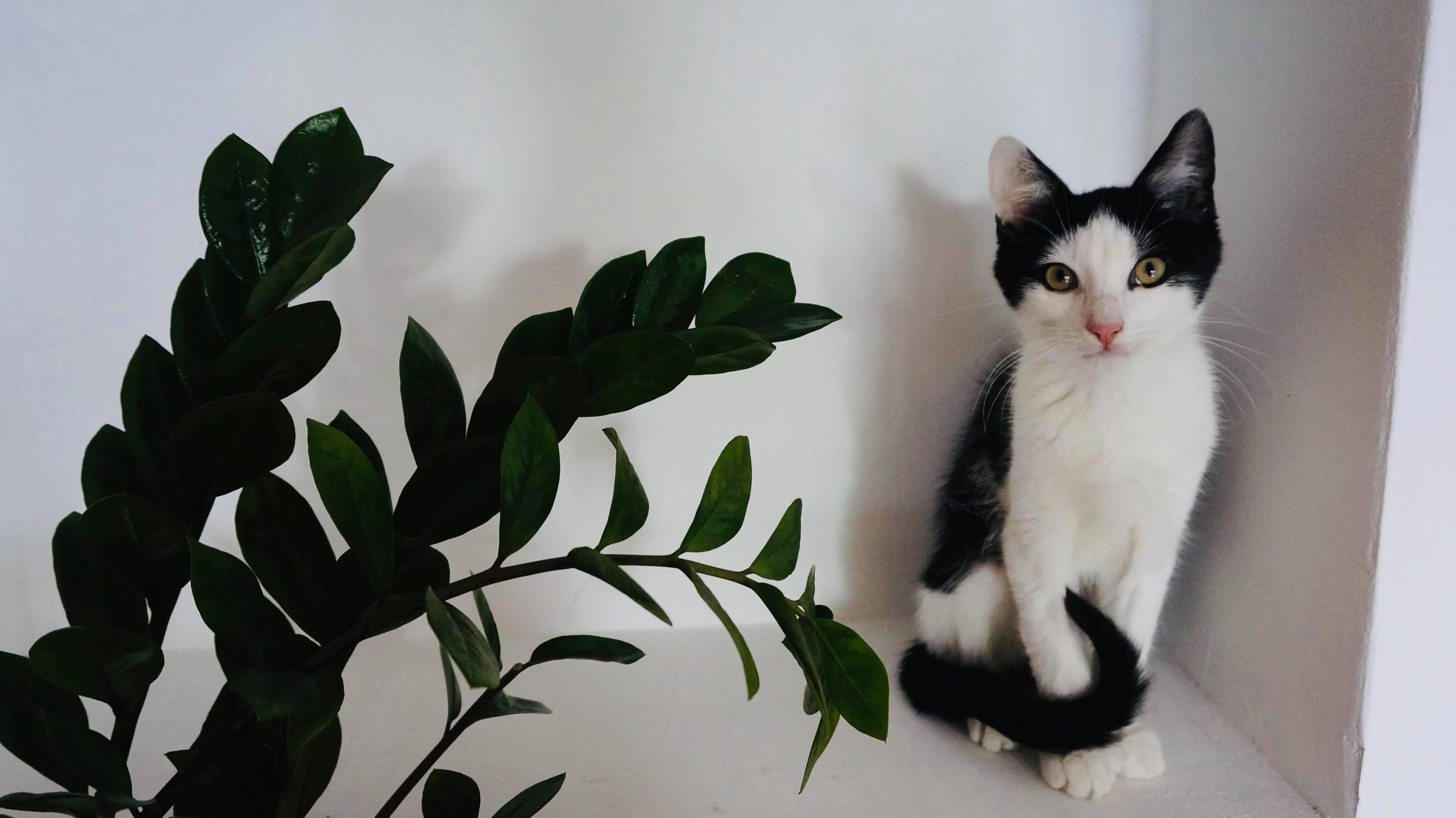 Adoptusie. Agat i Rubin - szlachetni młodzieńcy. W domu :)