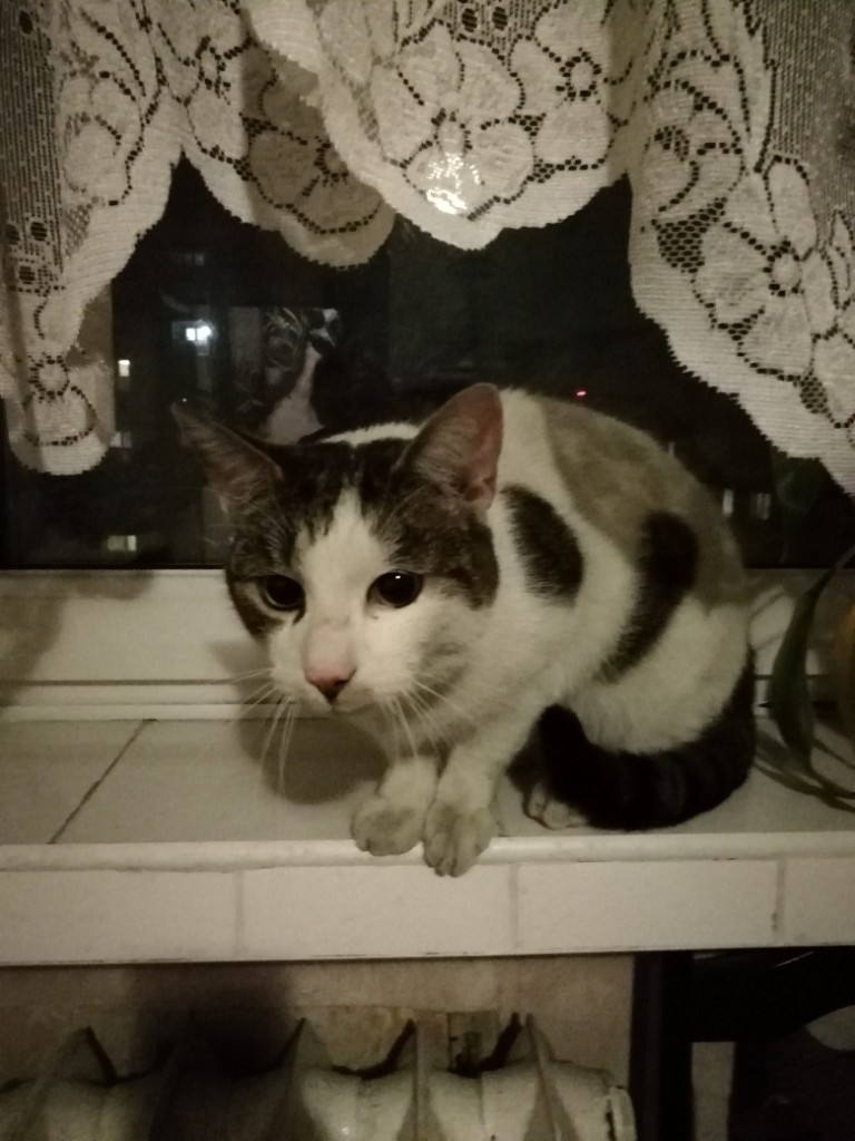 Olek nareszcie w domu :)