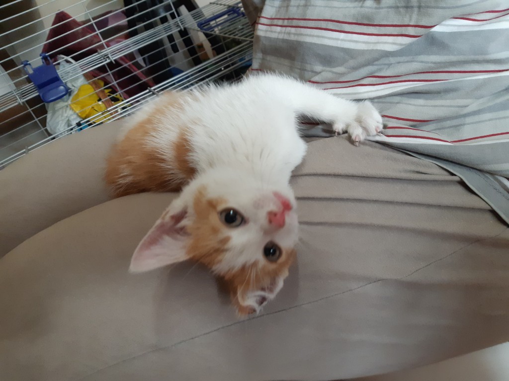 Lucek po wypadku komunikacyjnym - w domu :)