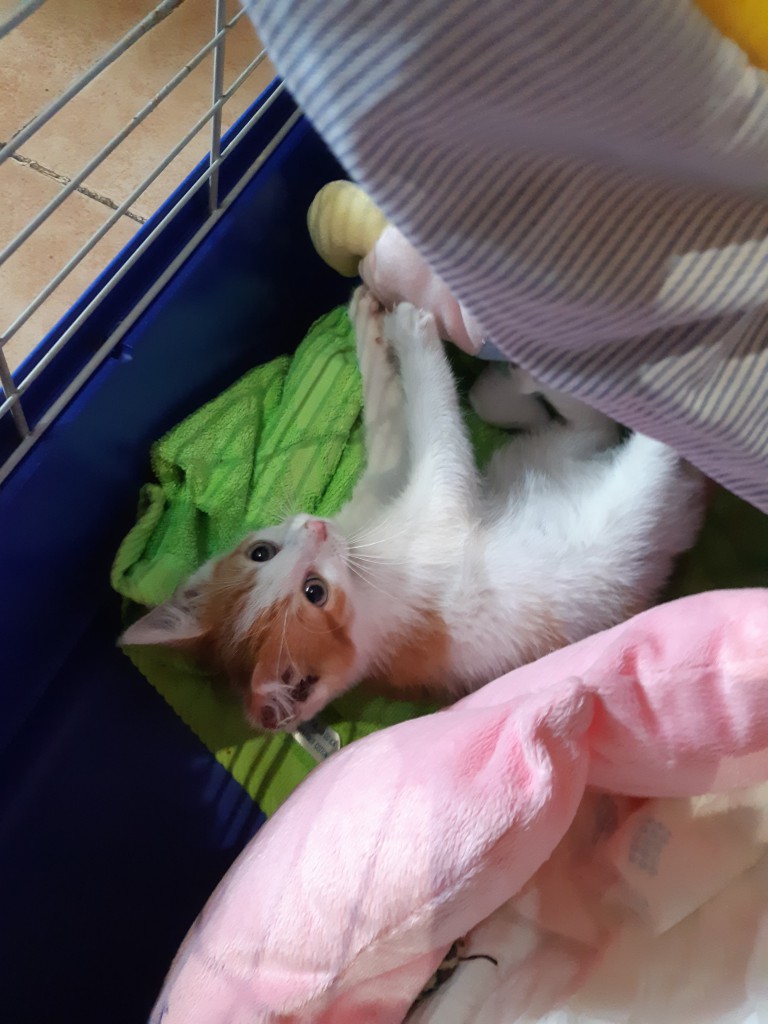 Lucek po wypadku komunikacyjnym - w domu :)
