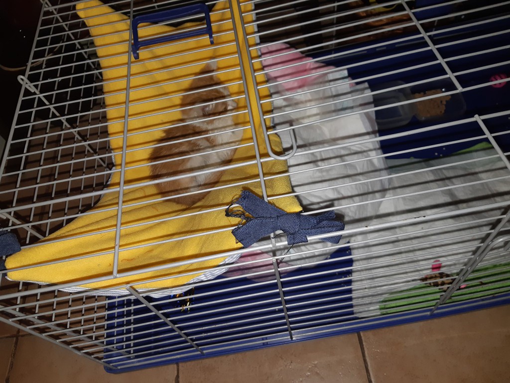 Lucek po wypadku komunikacyjnym - w domu :)