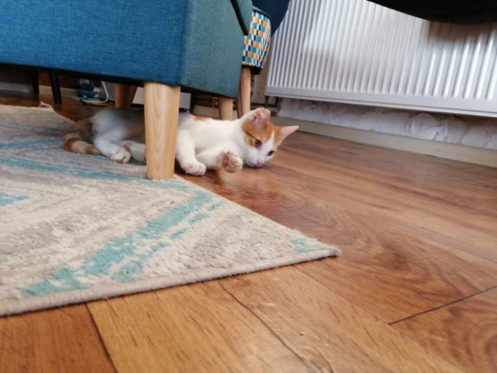 Lucek po wypadku komunikacyjnym - w domu :)