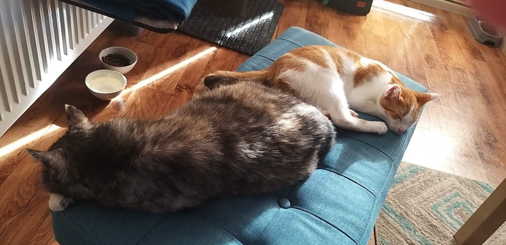 Lucek po wypadku komunikacyjnym - w domu :)