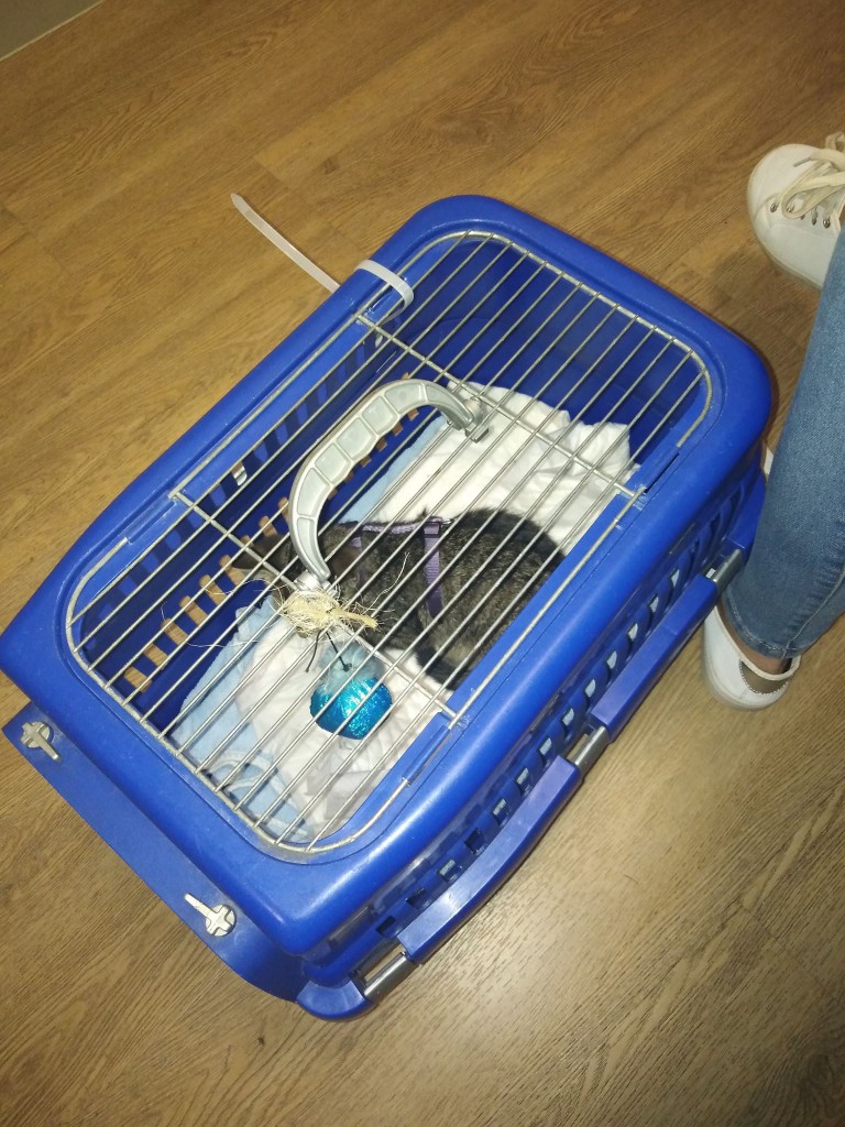 Lilu z lasu. Adoptowana :)