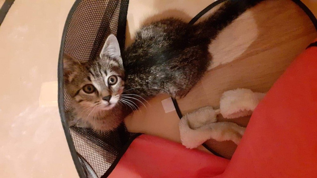 Adoptusie. Słodka Lilu. W domu :)