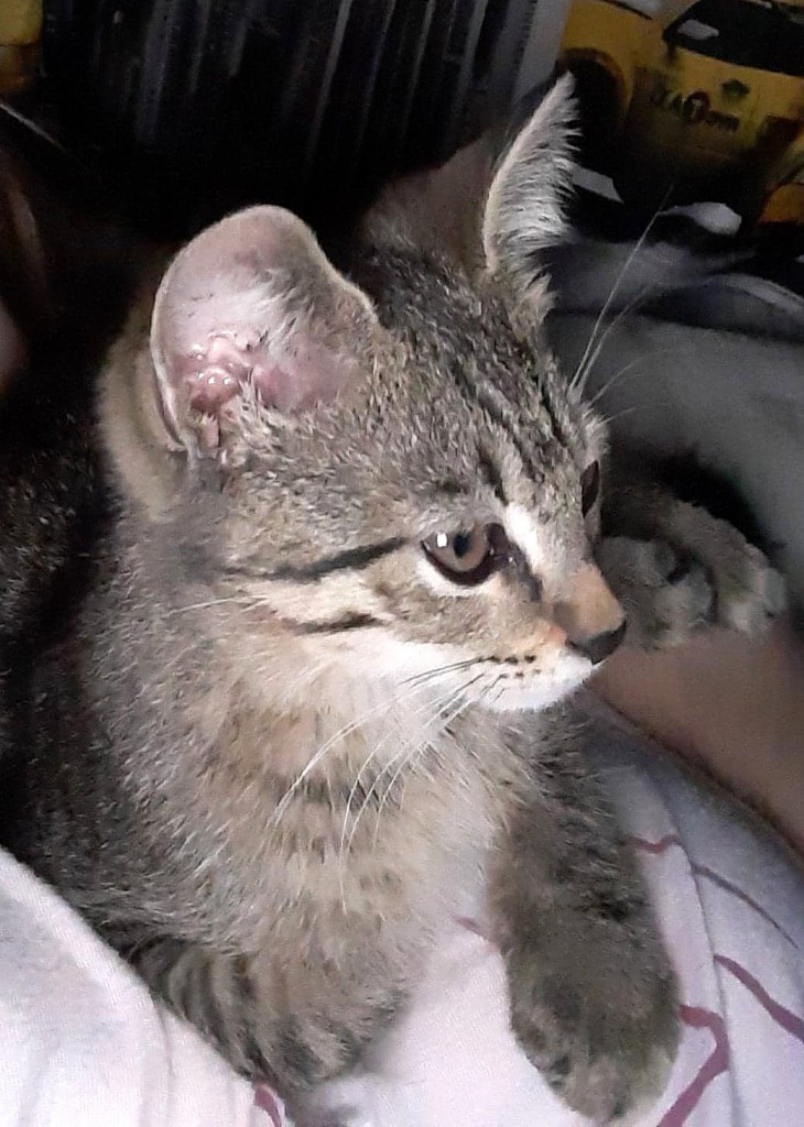 Lilu z lasu. Adoptowana :)