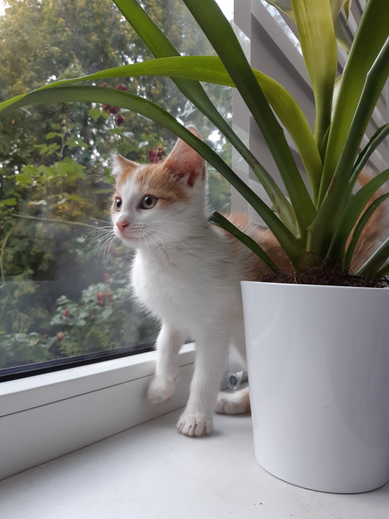 Adoptusie. Lucuś - w domu :)