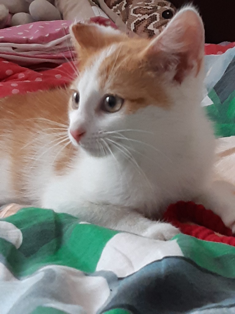 Adoptusie. Lucuś - w domu :)