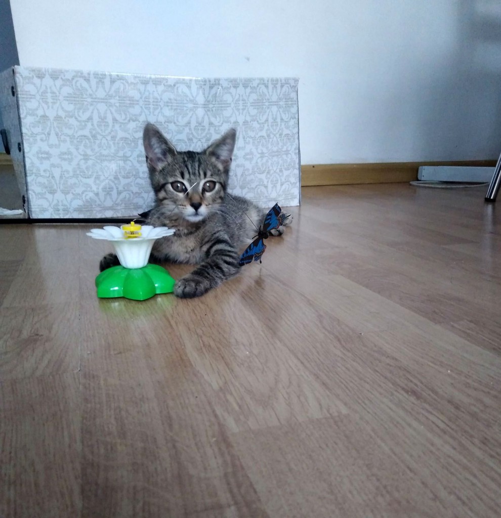 Adoptusie. Słodka Lilu. W domu :)