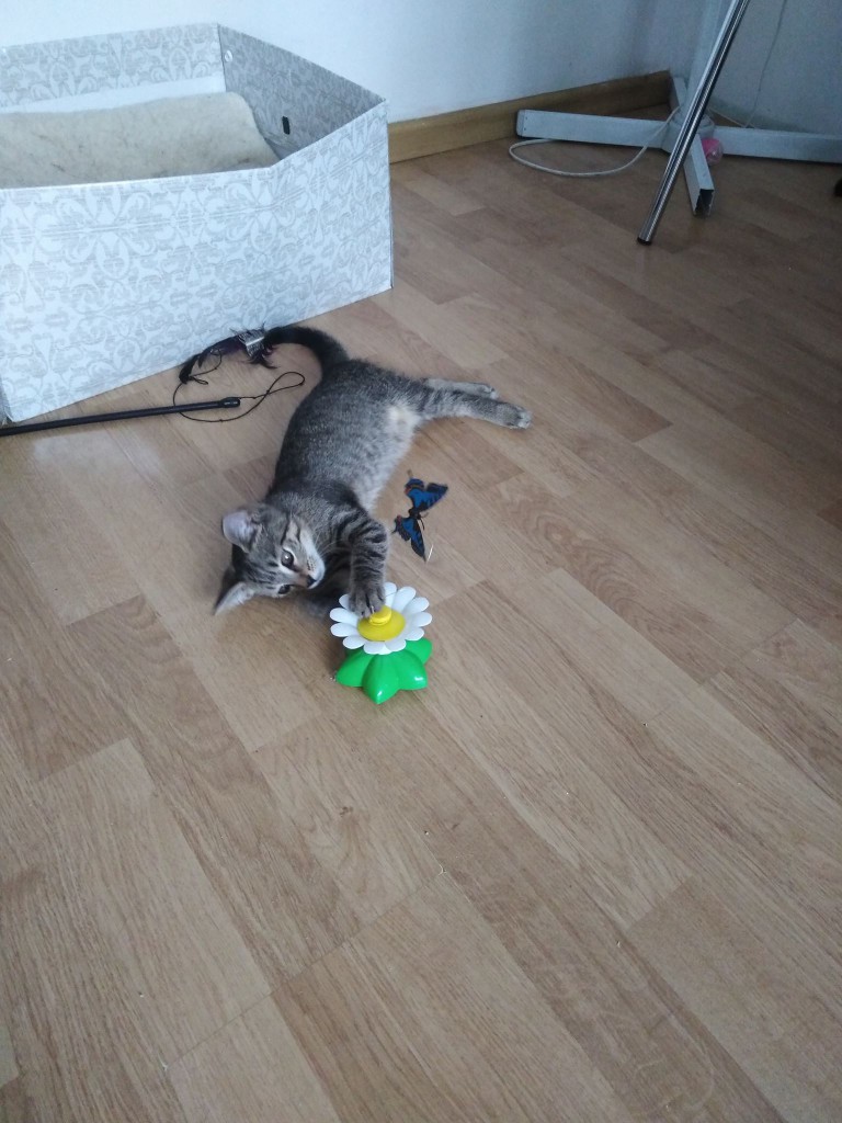 Lilu z lasu. Adoptowana :)