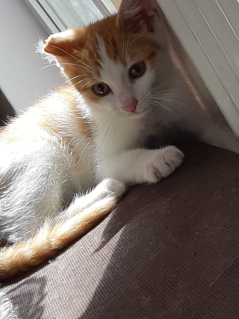 Adoptusie. Lucuś - w domu :)