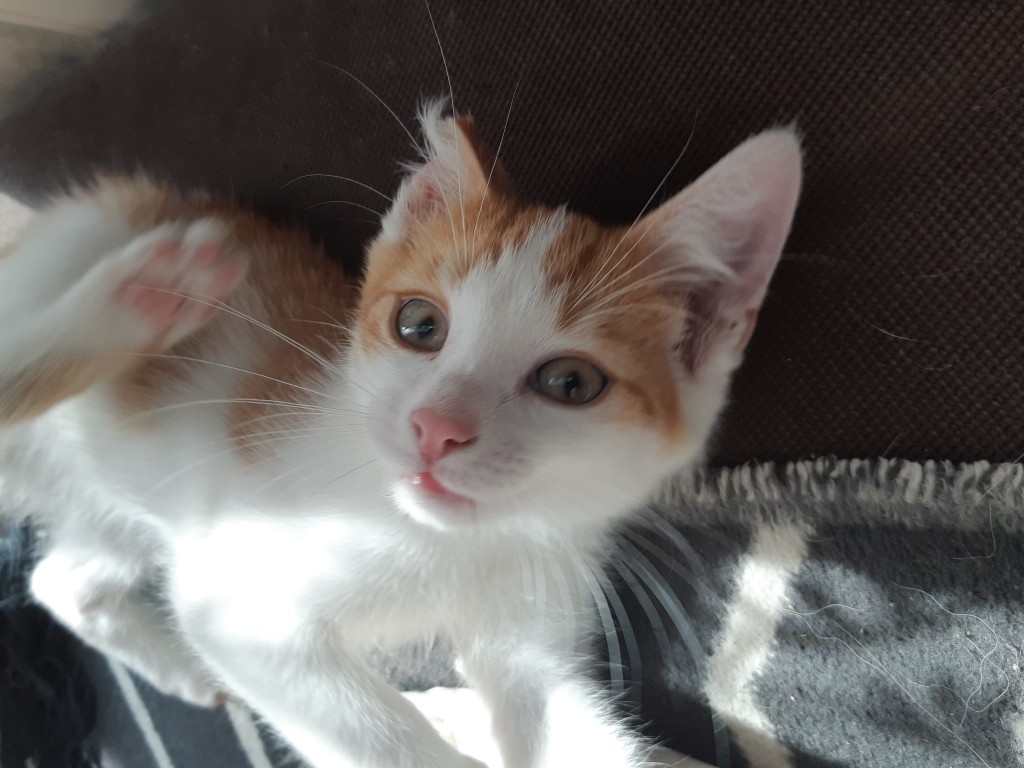 Adoptusie. Lucuś - w domu :)