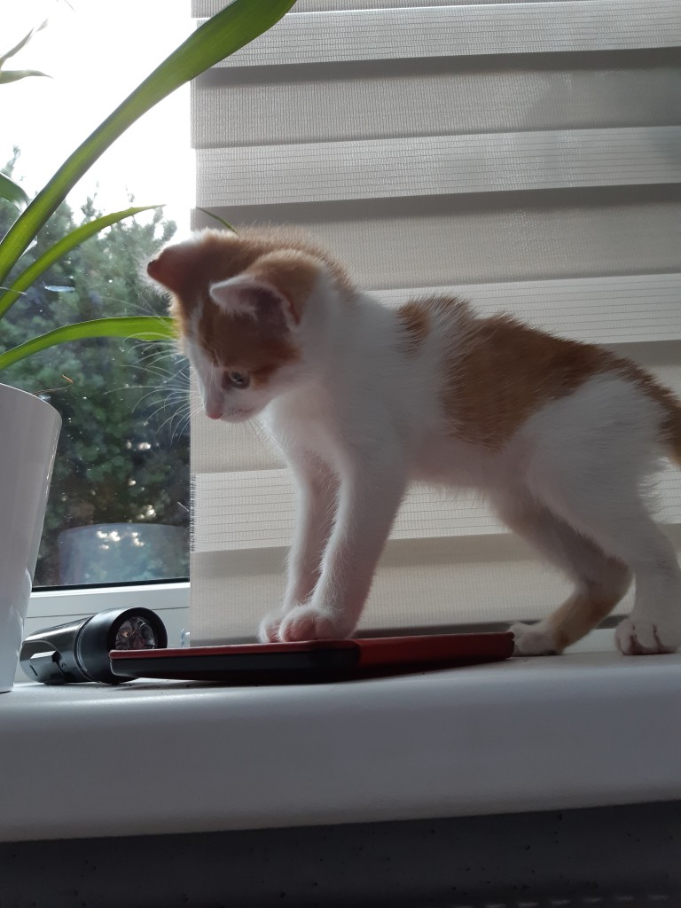 Adoptusie. Lucuś - w domu :)