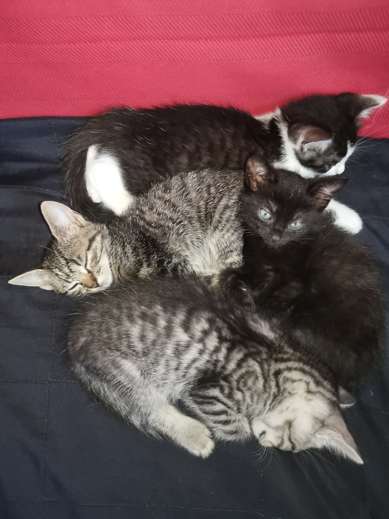 Mamusia burasia została Balbinką - adoptowana :)