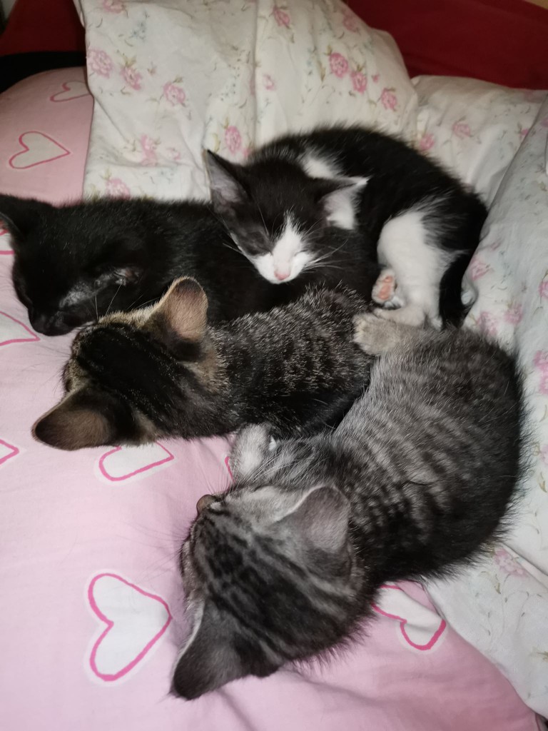 Mamusia burasia została Balbinką - adoptowana :)