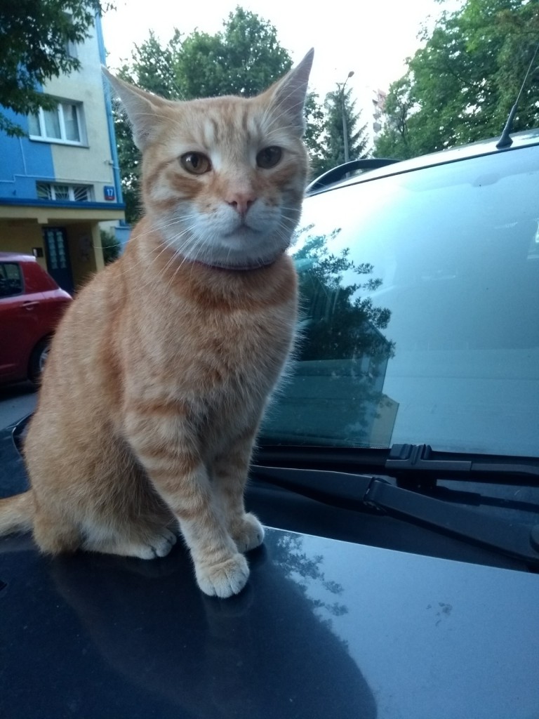 Amon FeLV+ w domu :)