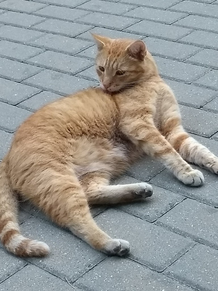 Amon FeLV+ w domu :)