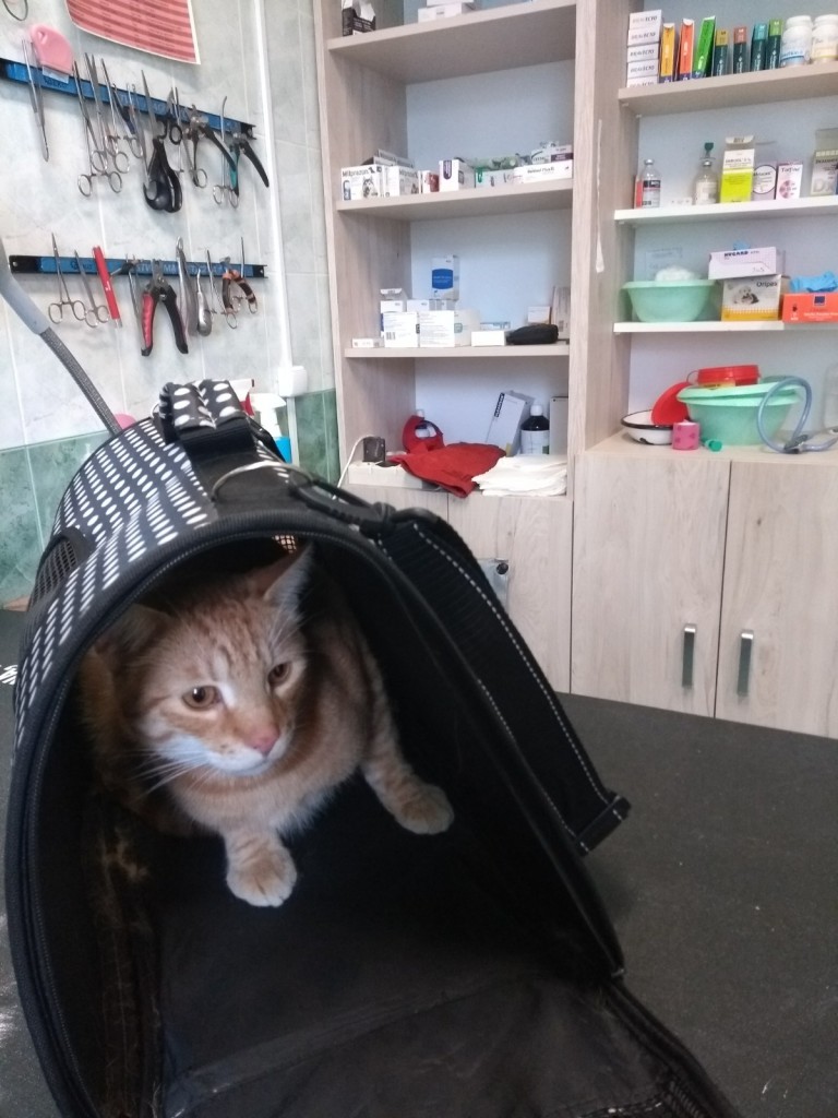 Amon FeLV+ w domu :)