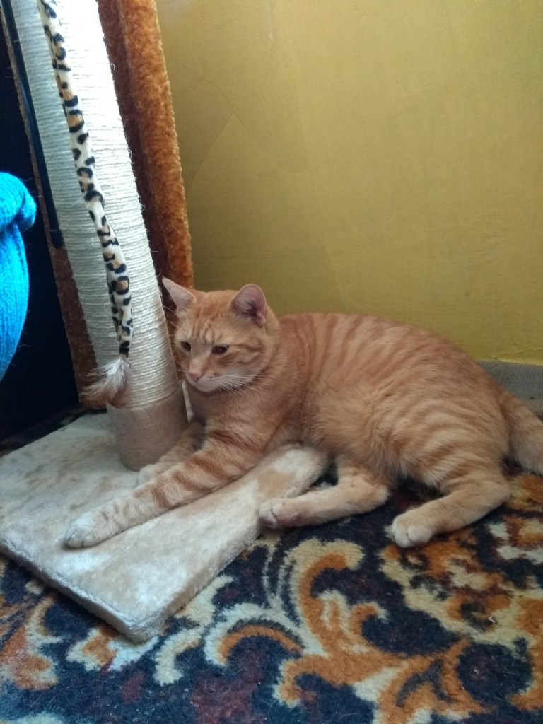 Amon FeLV+ w domu :)