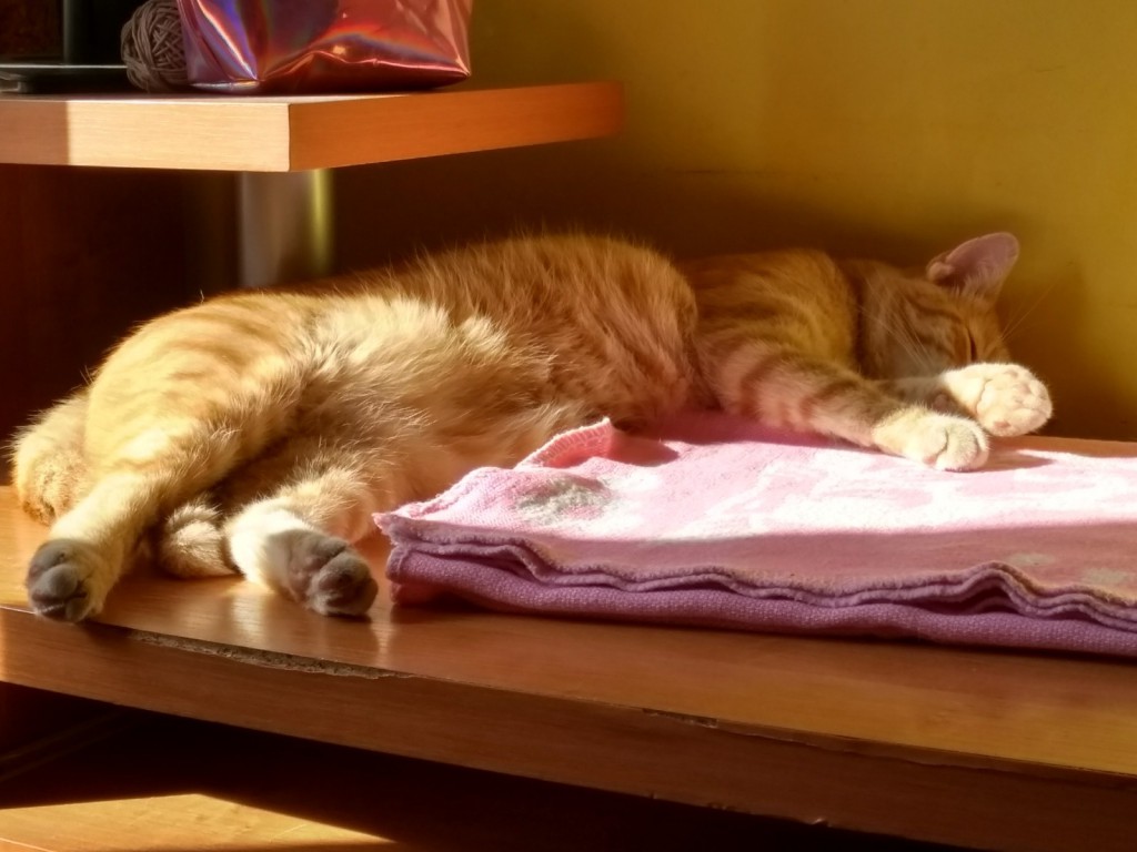 Amon FeLV+ w domu :)