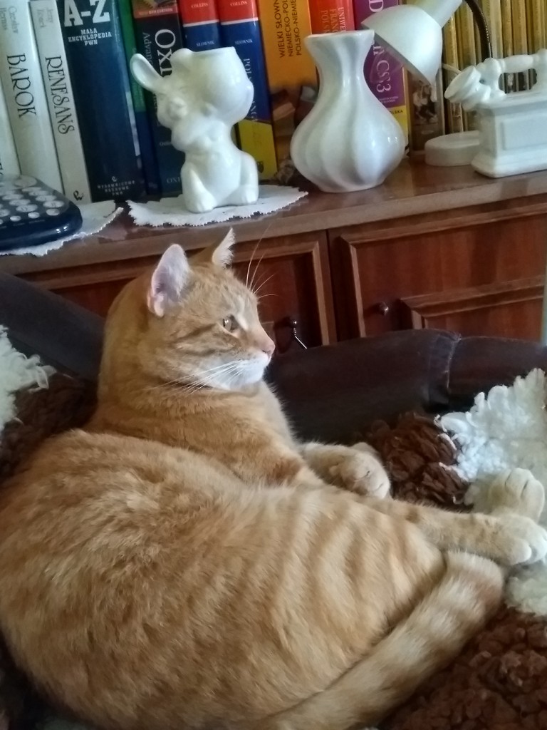 Amon FeLV+ w domu :)