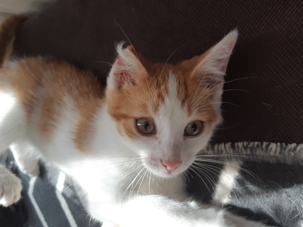 Adoptusie. Lucuś - w domu :)
