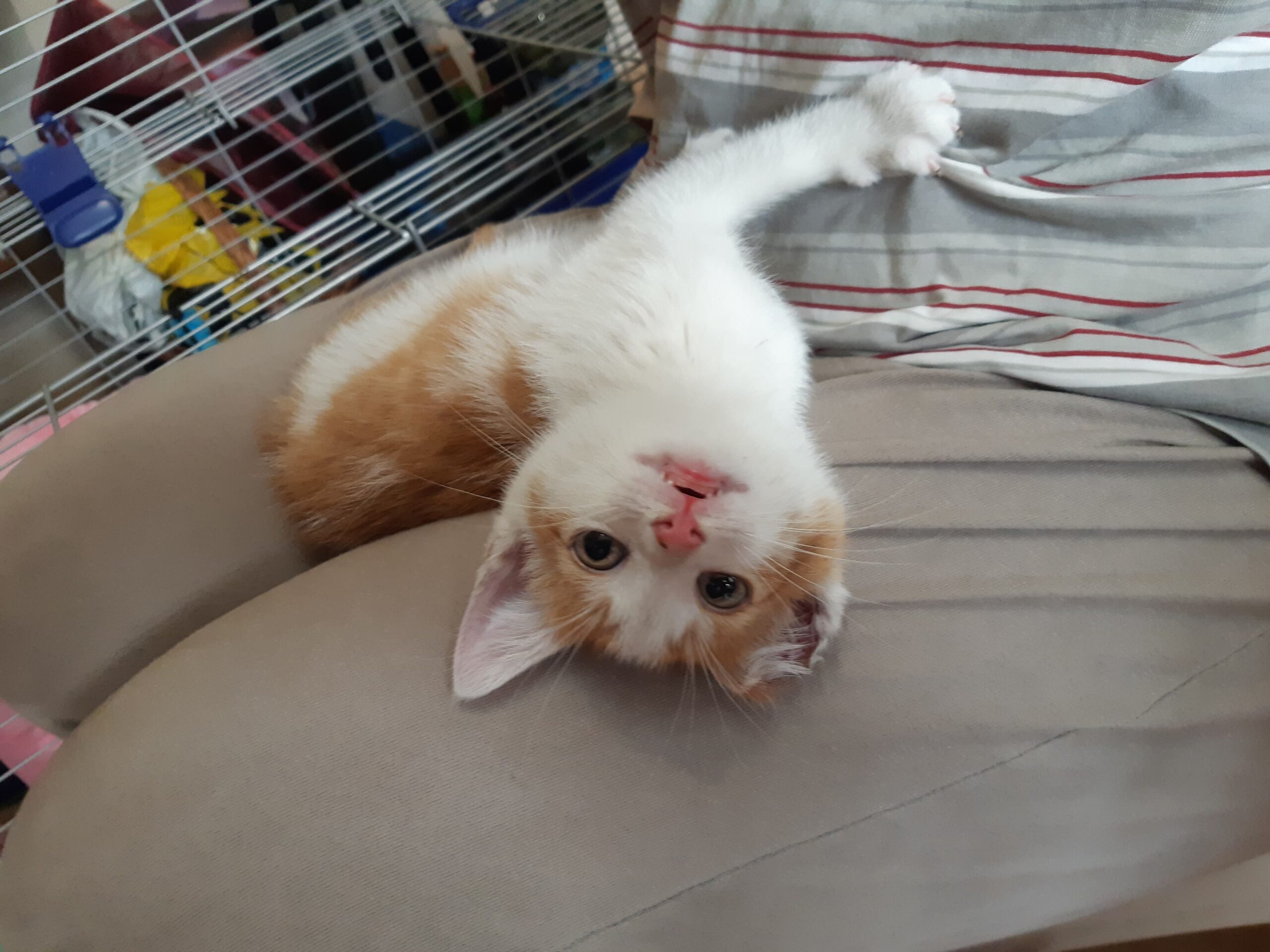 Adoptusie. Lucuś - w domu :)