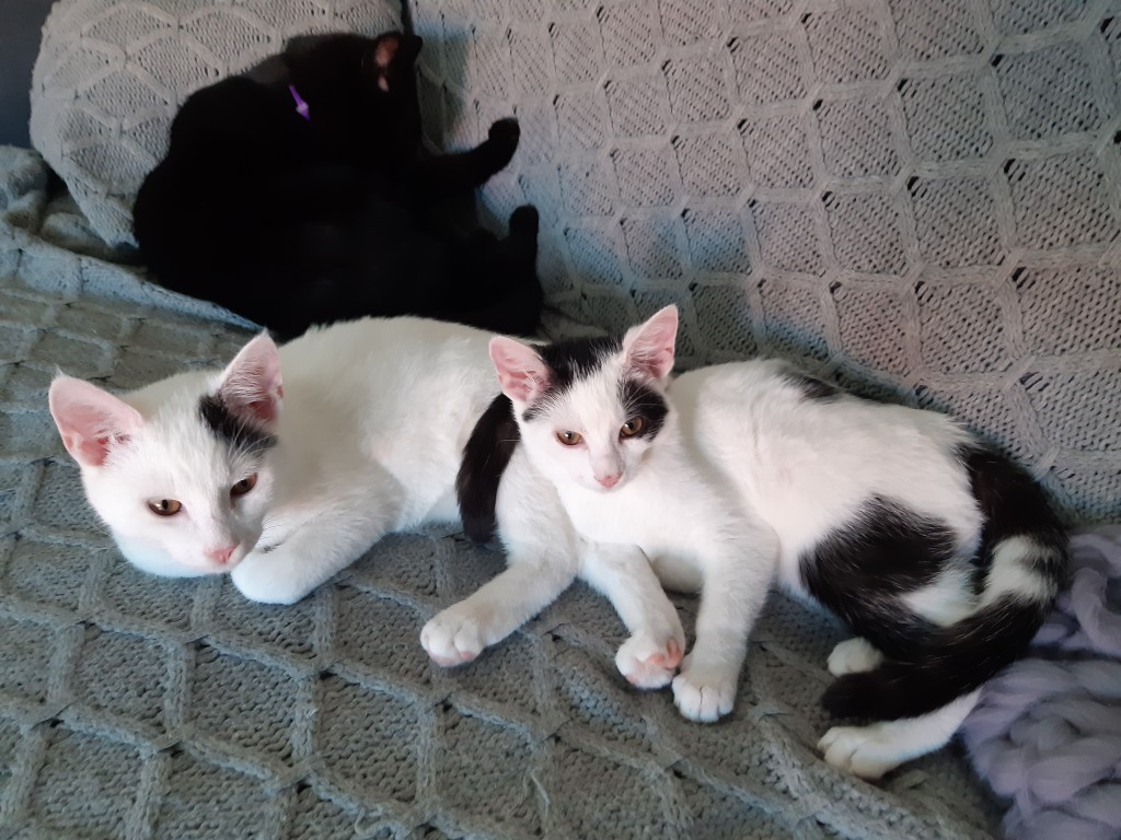 Filip i Inka - adoptowane :)