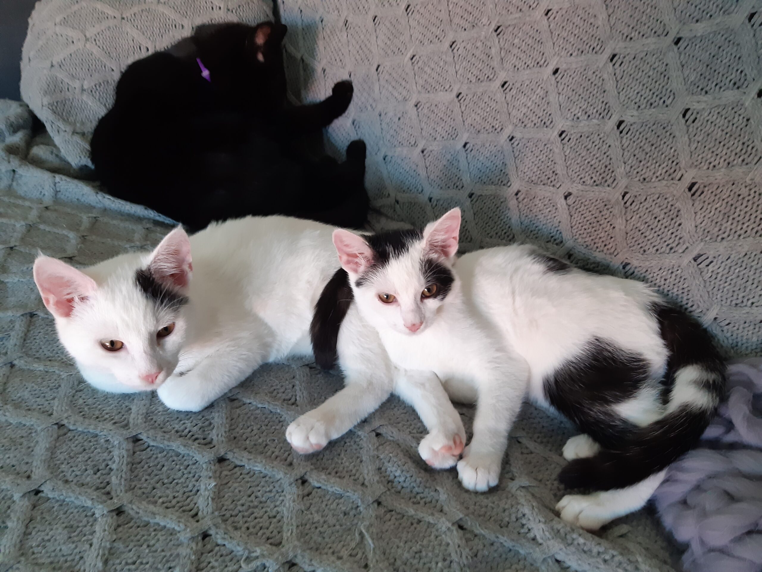 Filip i Inka - adoptowane :)
