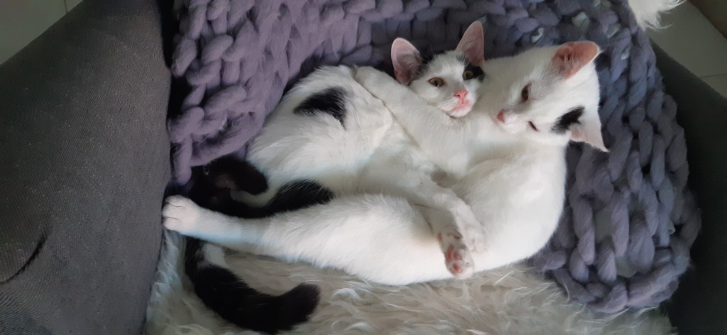 Filip i Inka - adoptowane :)