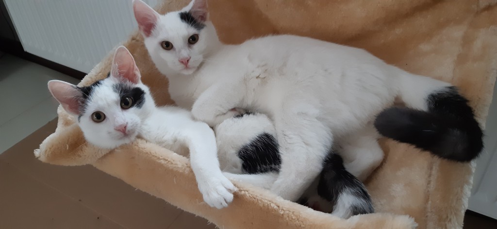 Filip i Inka - adoptowane :)