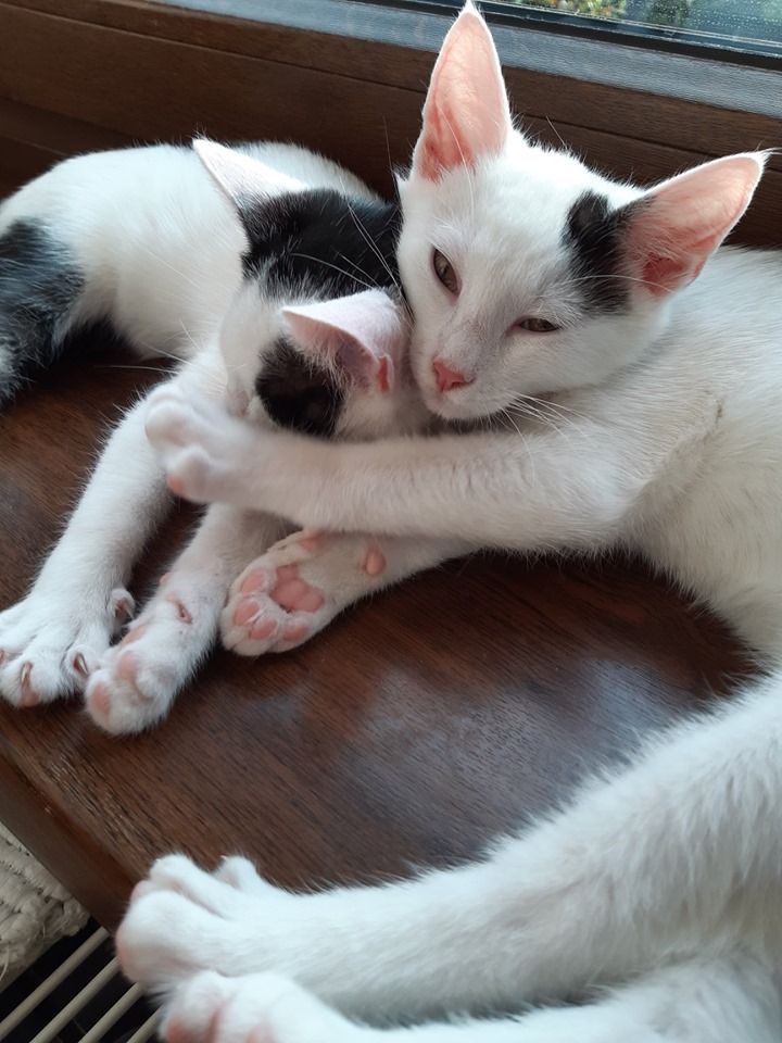 Filip i Inka - adoptowane :)