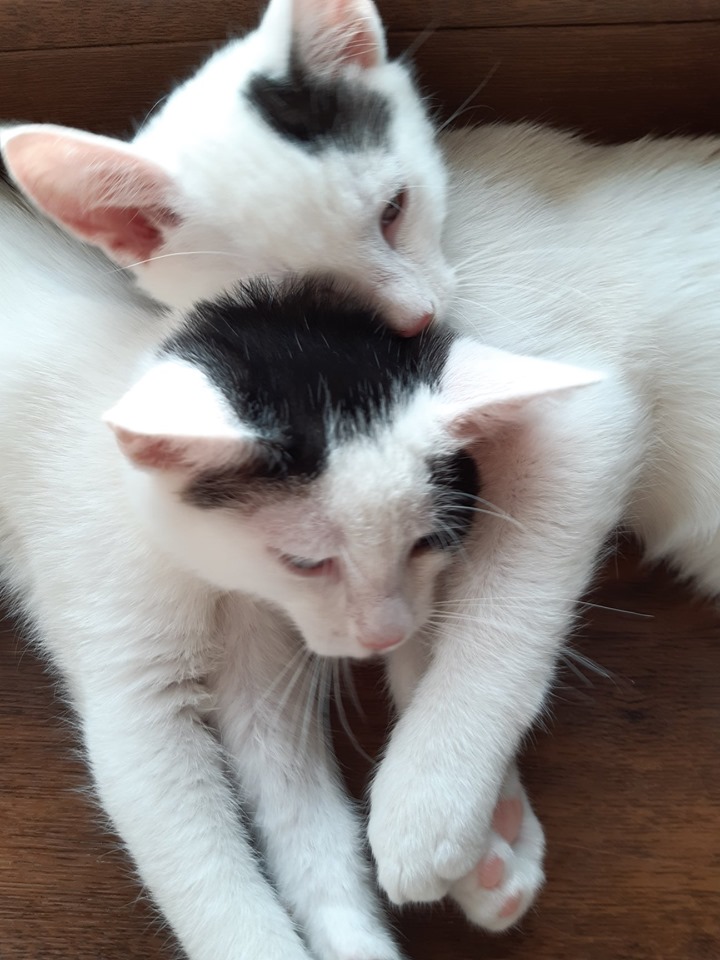 Filip i Inka - adoptowane :)