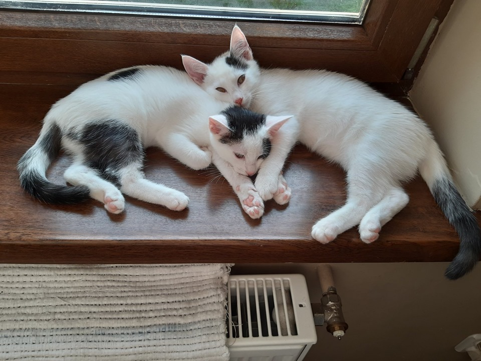 Filip i Inka - adoptowane :)