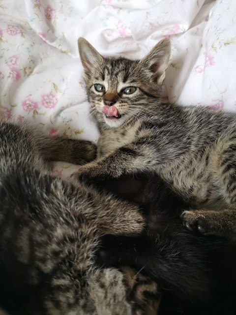 Adoptusie. Burasek Robuś. W domu :)