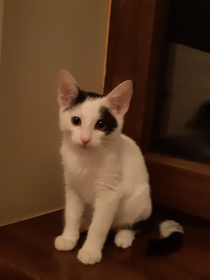 Filip i Inka - adoptowane :)