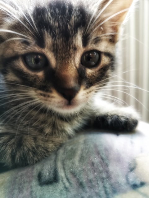 Adoptusie. Burasek Robuś. W domu :)