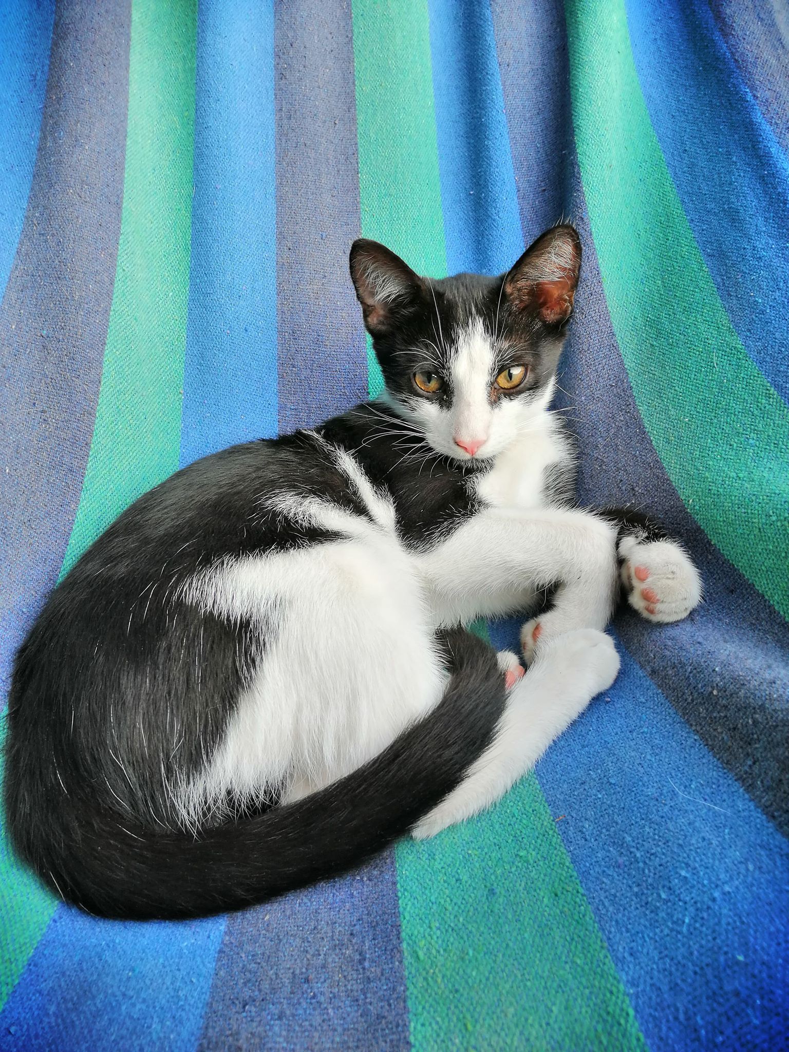 Adoptusie. Kazik - w domu :)