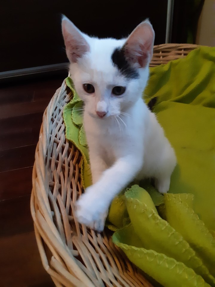 Filip i Inka - adoptowane :)