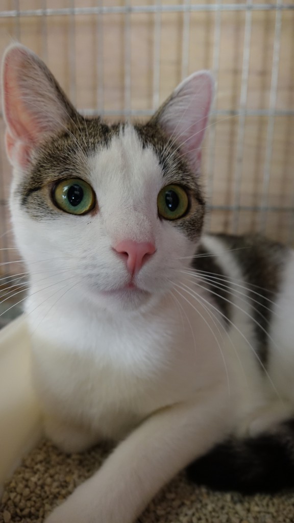Młody - adoptowany :)