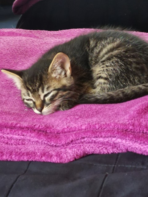 Adoptusie. Burasek Robuś. W domu :)